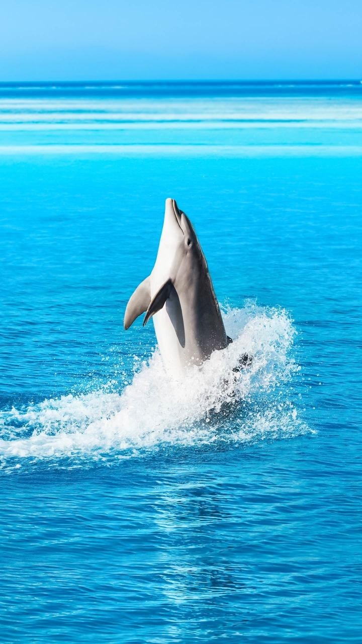 dolphin
