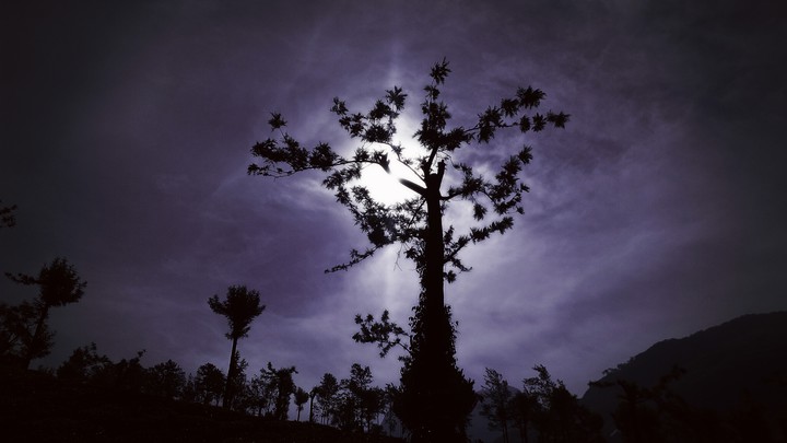 Tree & Sun-2
