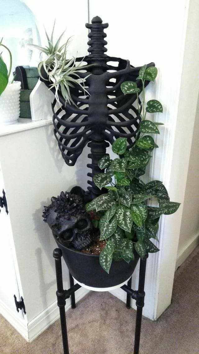 plant