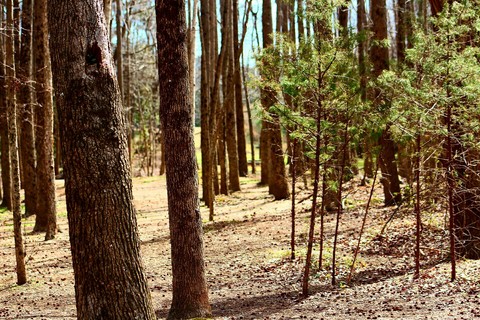 out of the woods