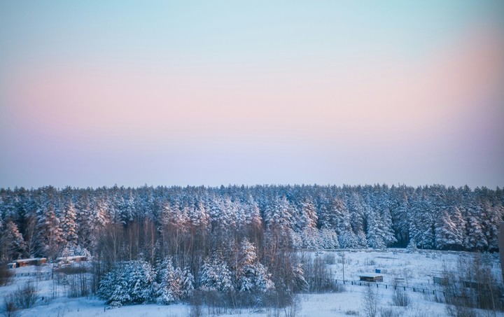 зимний лес
