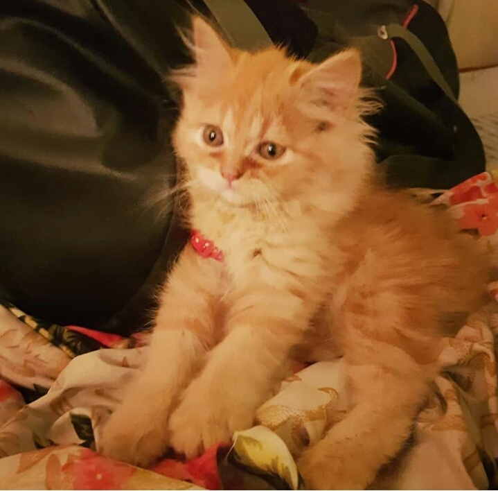 persian cat