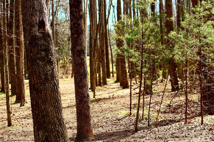 out of the woods