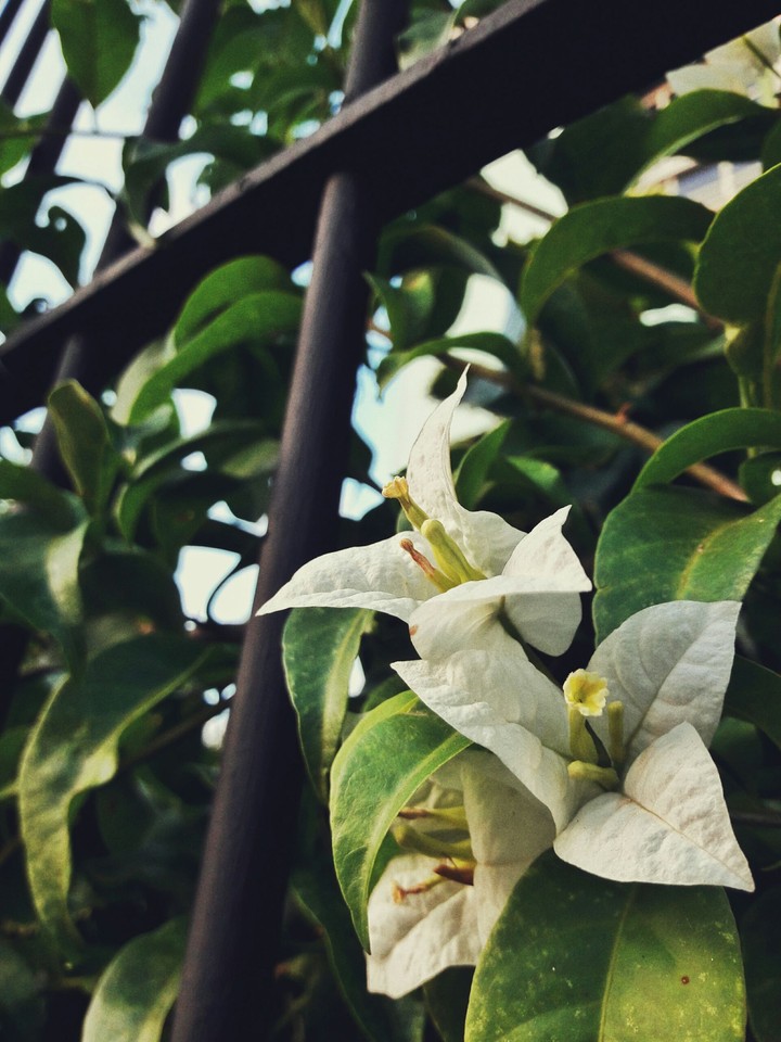 flower