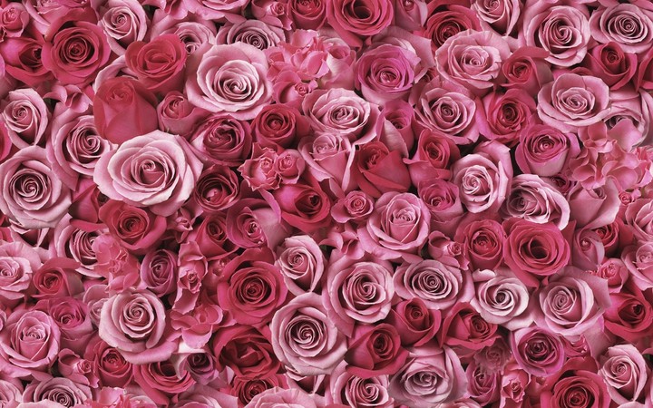 rosas