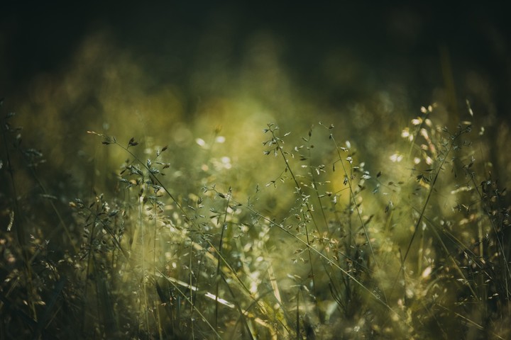 Field