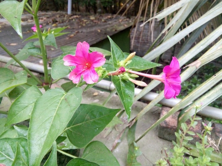evening flower