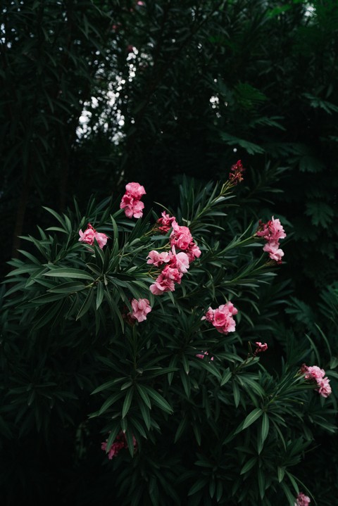sfondi peony, plant