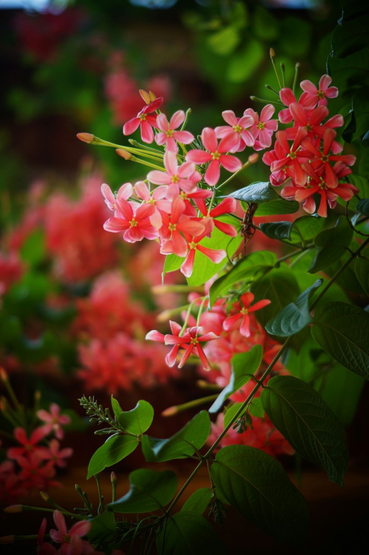 Beautiful flowers