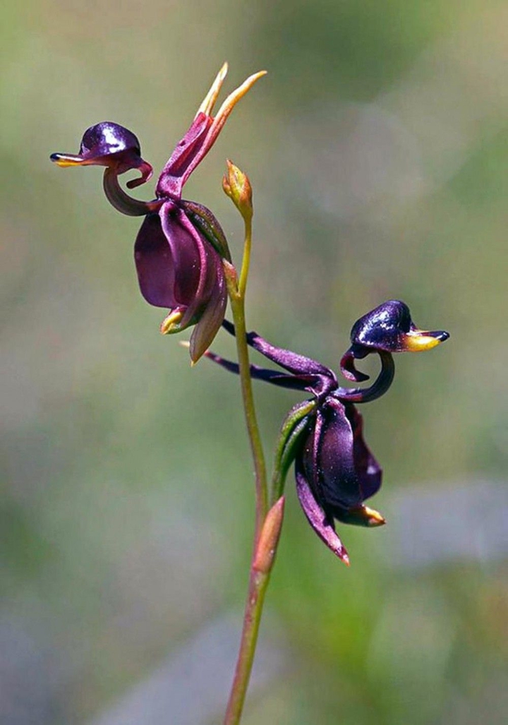 Exotic flowers.