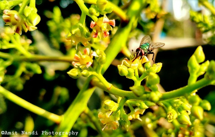 FLY
