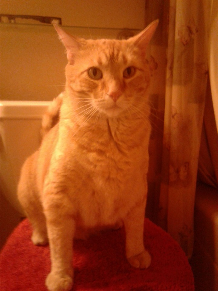Toilet Cat