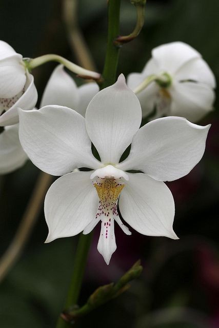 orchid