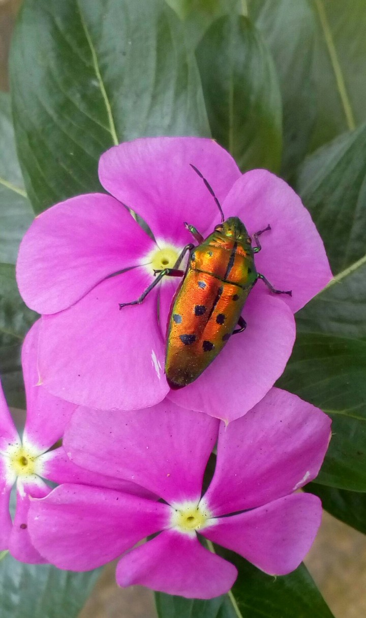 colourful creation of God