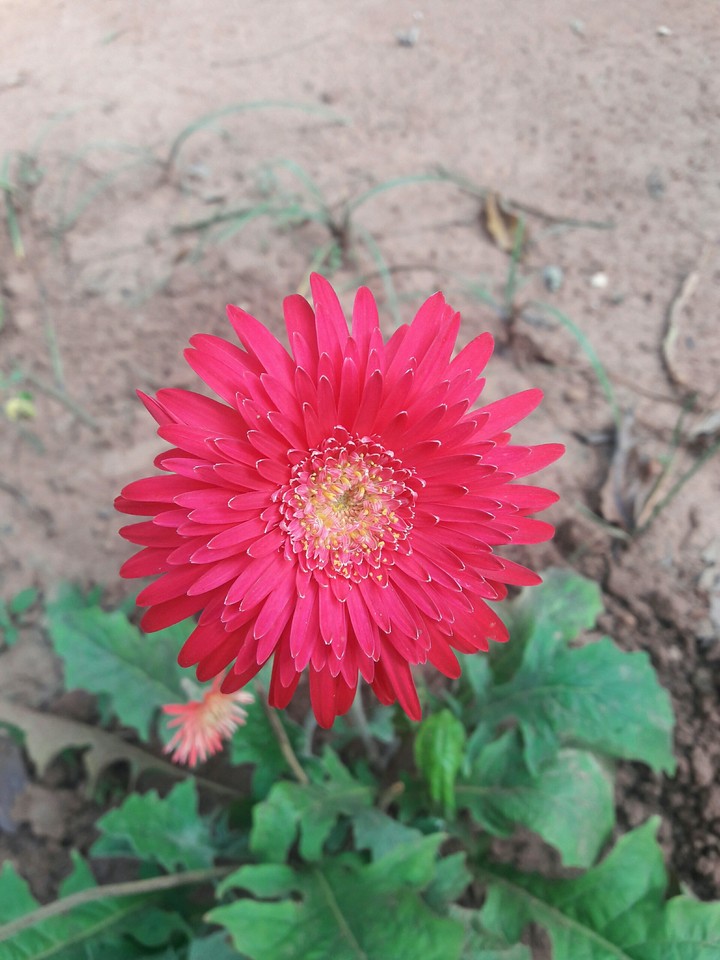 magenta flower