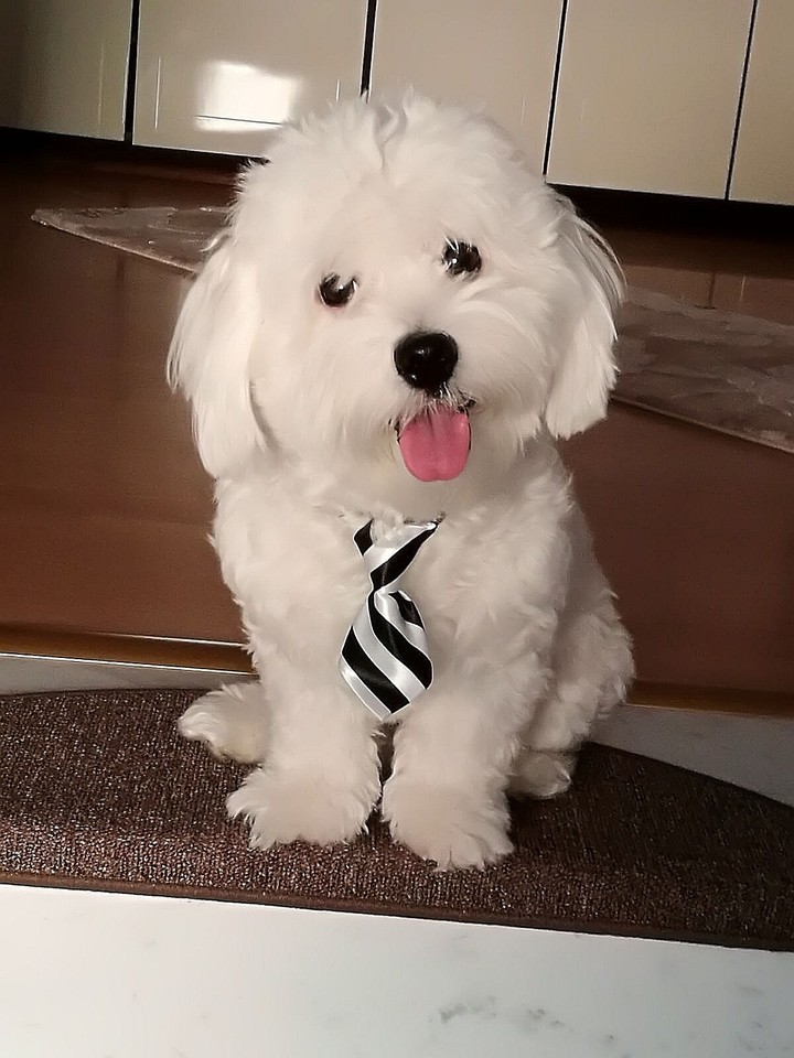 Cutie pie bichon