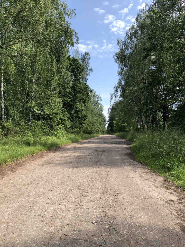 Road and forest