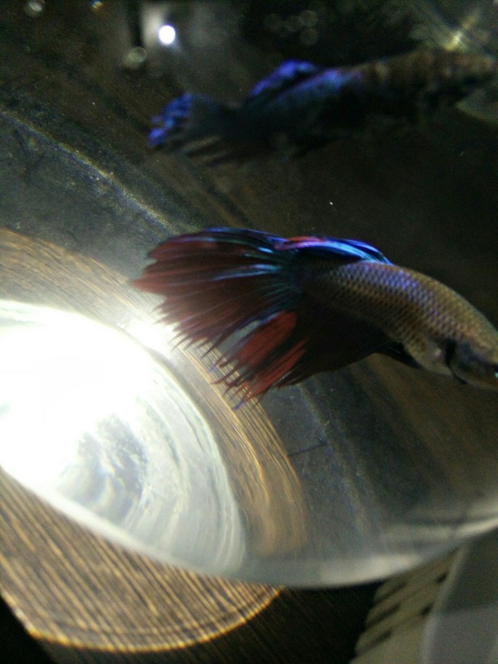 Fish HD
