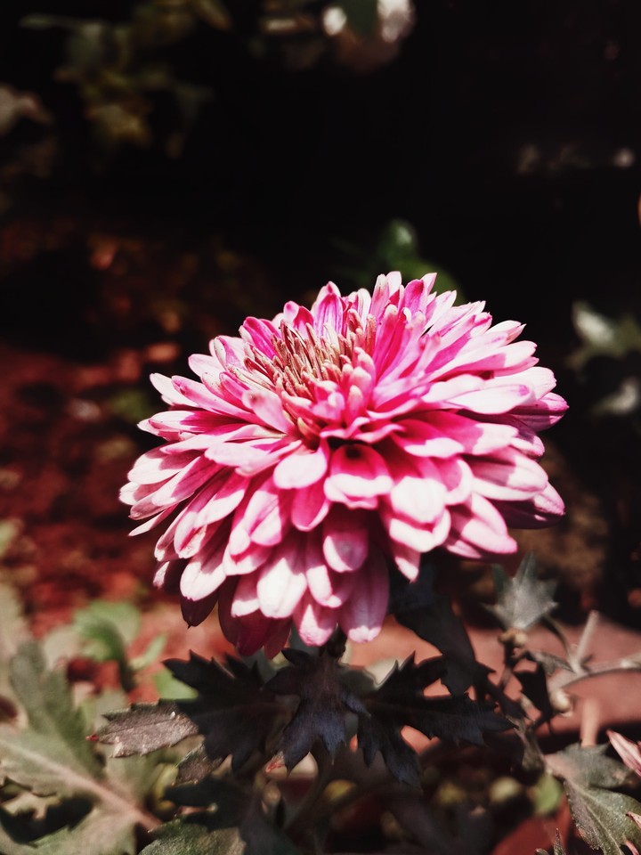 beautiful flower