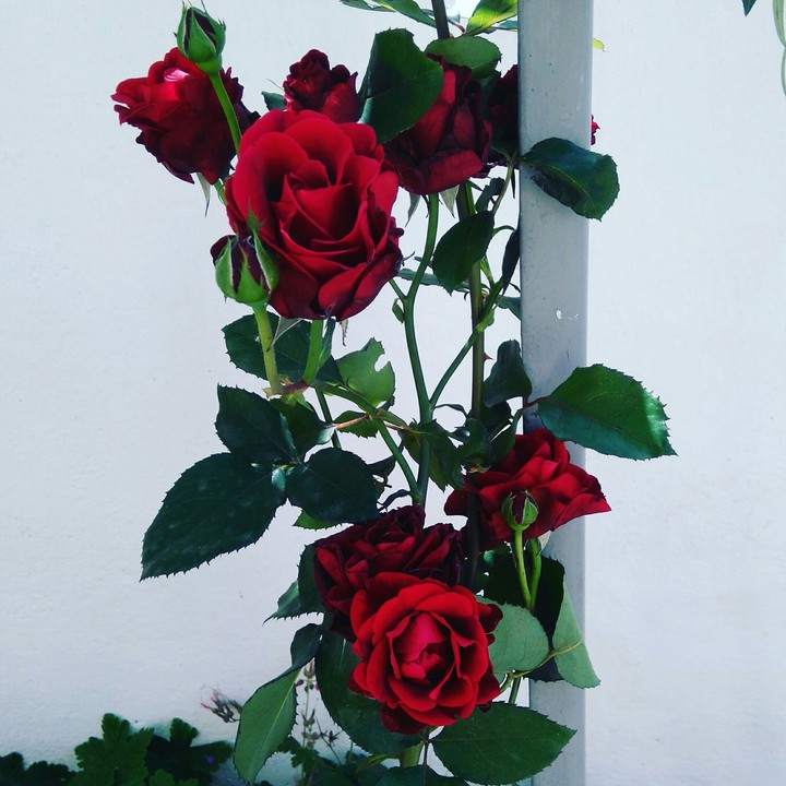 Red Rose for Love
