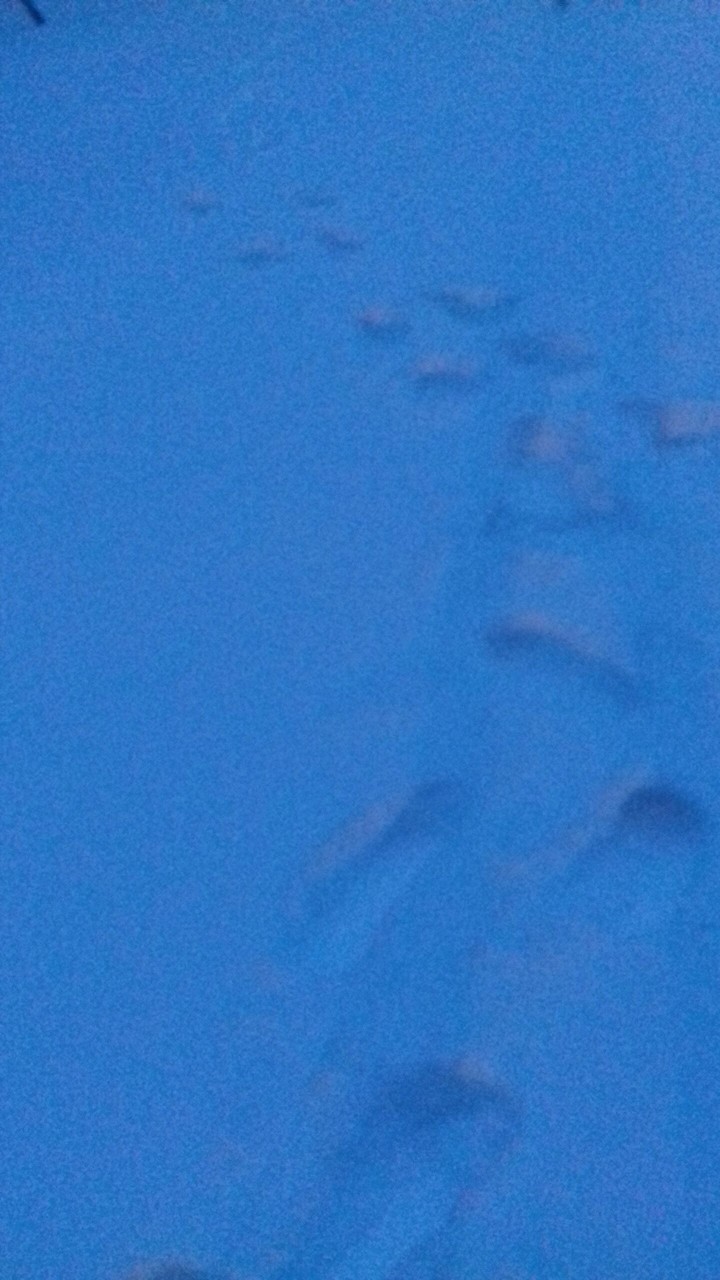 гігант