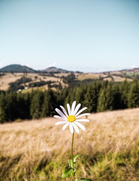 MountainFlower