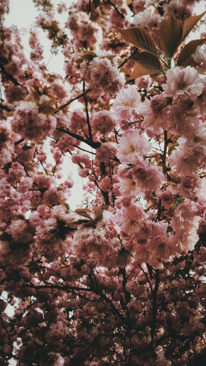 Sakura, April.