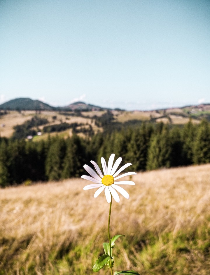 MountainFlower
