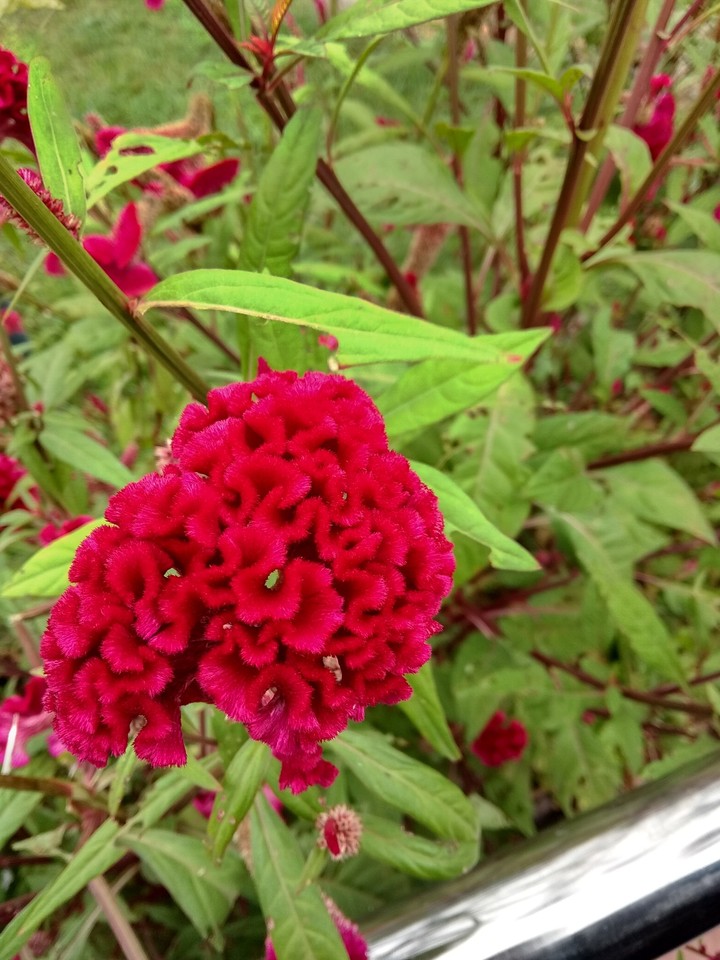 flowers