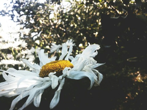 sfondi bird, fauna