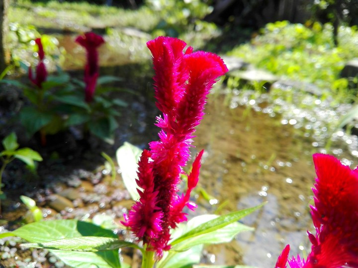 My grandmother flowers