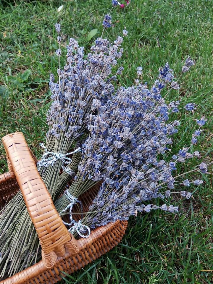Lavender