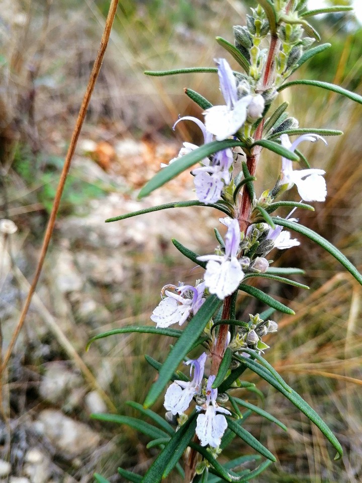 Rosemary