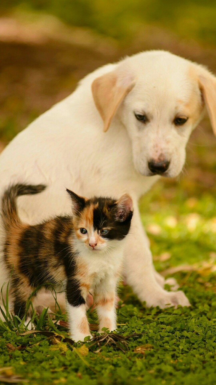 Katze und Hund