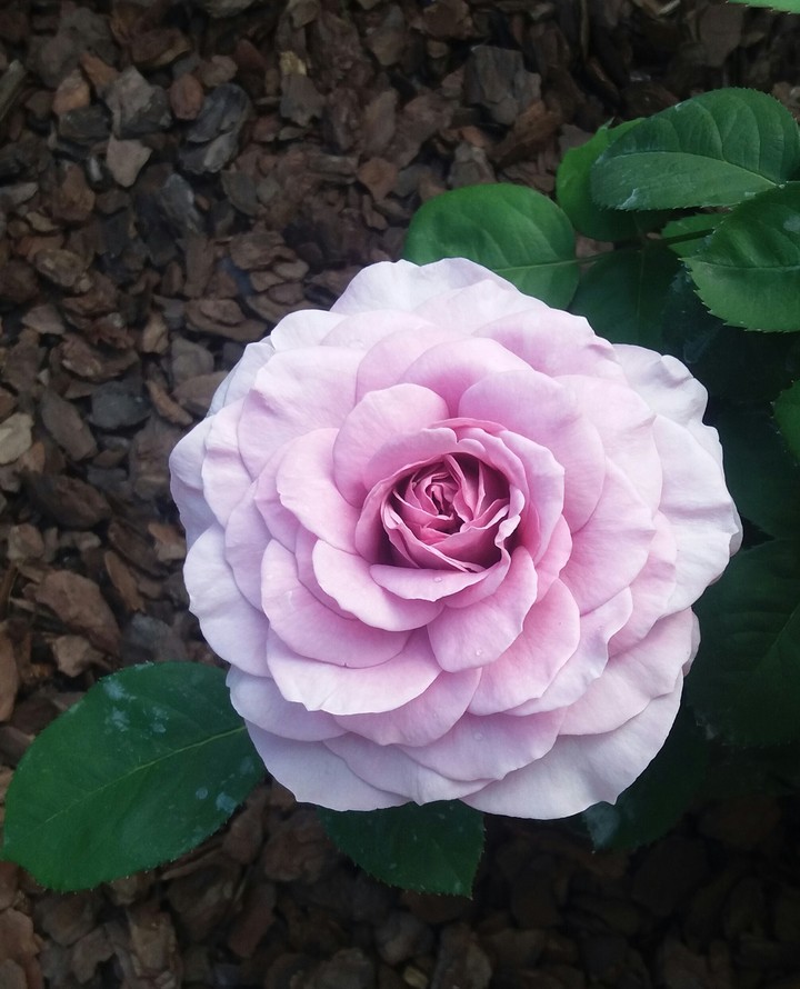 VILOET ROSE