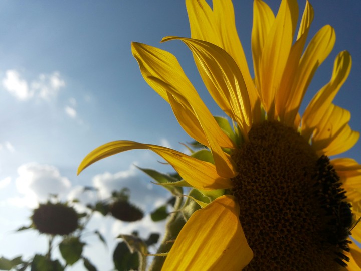 Sunflower