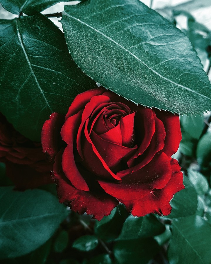 Red Rose