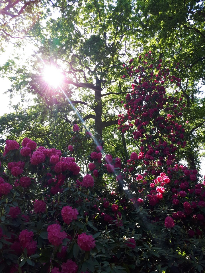 Sunlight
