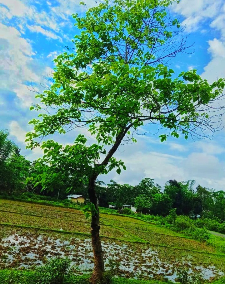 tree