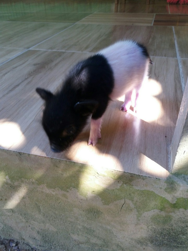 baby pig