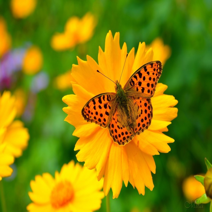 Butterfly