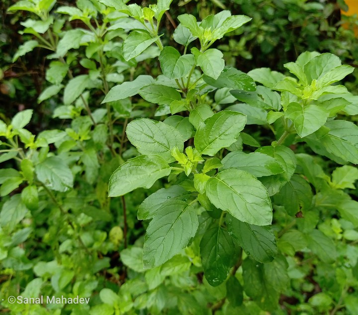 Thulassi