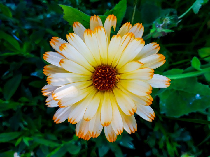 Summer flower