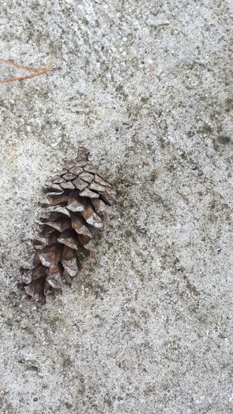 Fallen pine