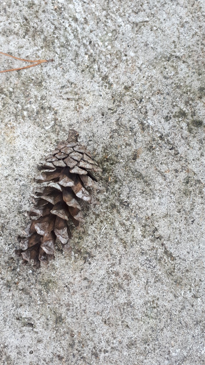 Fallen pine