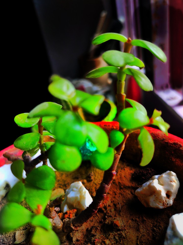 plants
