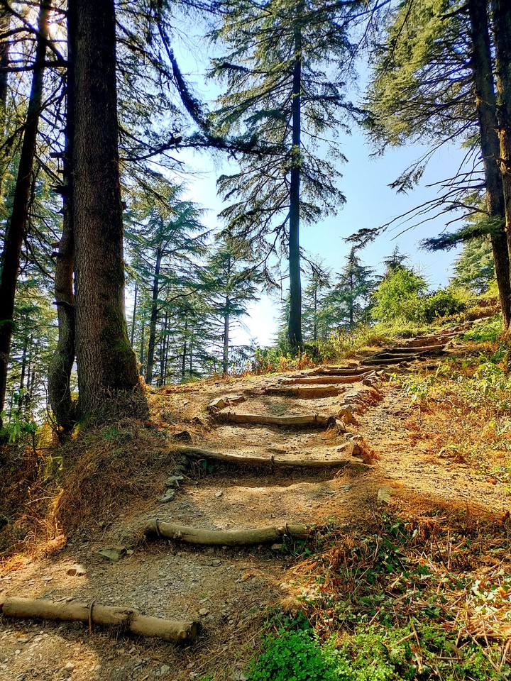 Sunny Treck