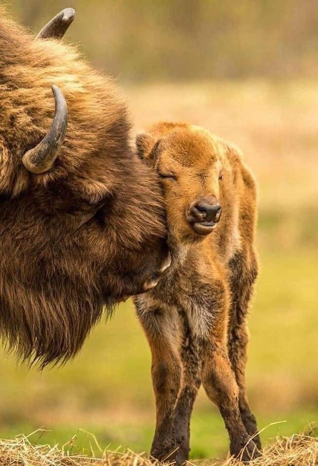 aa