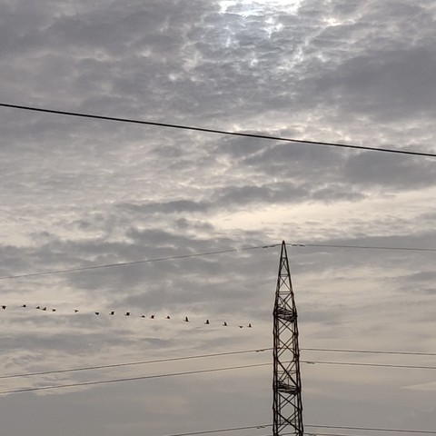 birds