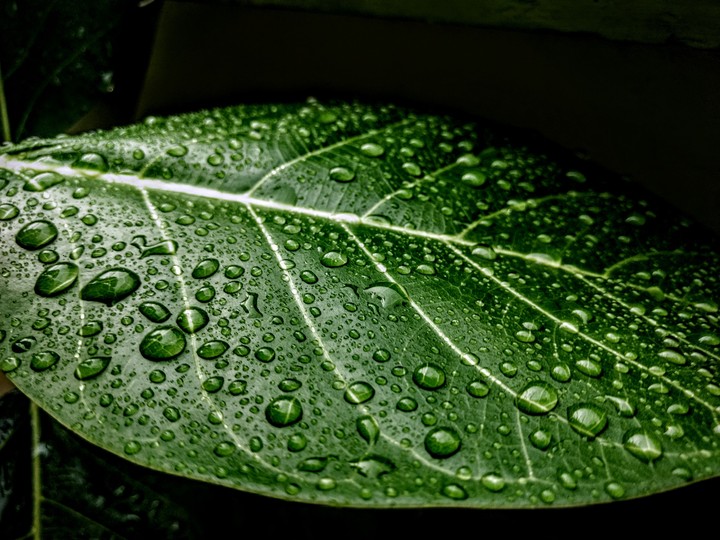 Raindrops